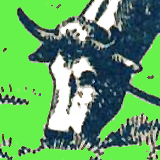 Cow