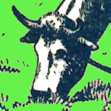 Cow