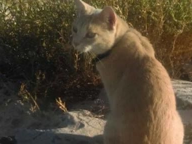 He’s a lovely cat – he’s very friendly. If he doesn’t feel like people patting him, he’ll move on.