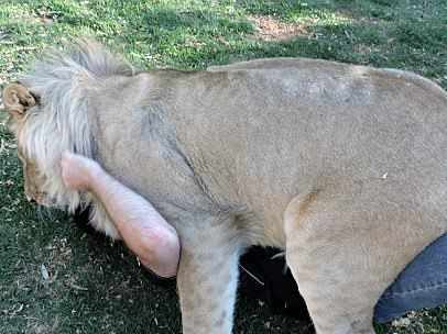 I've interacted with many lions and lion cubs in South Africa and Zambia, but this was by far my favorite encounter, because the owners were less restrictive and allowed me to have fun with him.