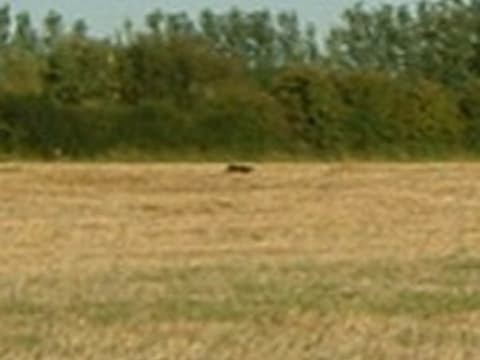 Big Cats In Yorkshire A History Of Sightings