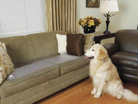 How To Keep Pets Off The Furniture Grab The Petsafe Mat Training Pad