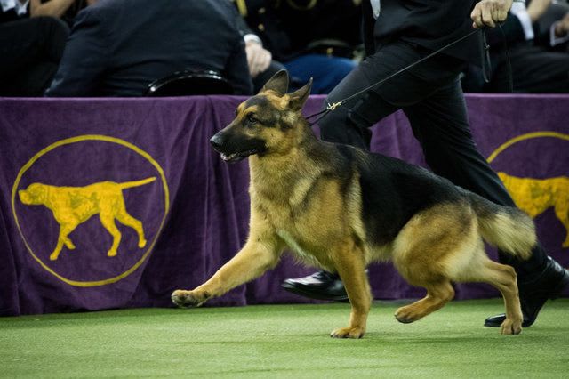 It's a recognizable dog, people have liked them for a long, long time. I think it goes back to Rin Tin Tin.
