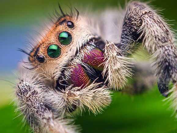Não é essa aranha fofinha da foto