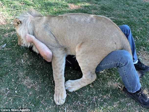 During my photo shoot, I was getting instructions from Botha, when the lion turned on me. After the interaction, I had several scratches, bruises and a few puncture wounds, but it was well worth it!