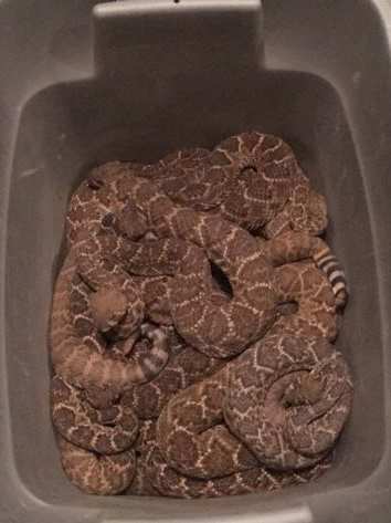 It was very surprising. Kind of gut-wrenching, a little bit, just to know that many snakes were living right under our feet and we didn’t even know it. Literally.