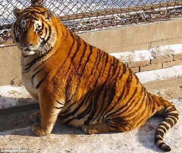  Лишний вес превратил амурских тигров в жирных домашних котов - фото 2