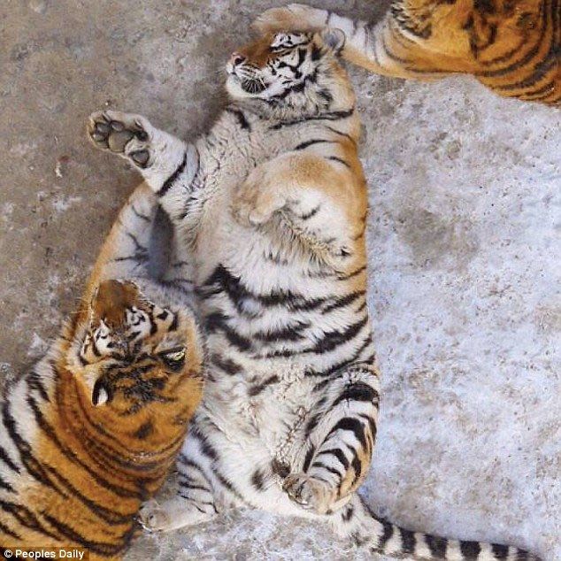  Лишний вес превратил амурских тигров в жирных домашних котов - фото 3