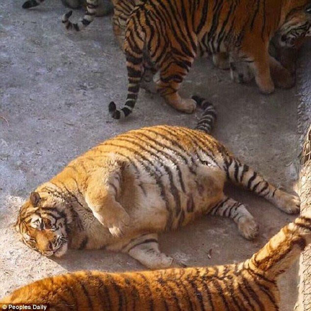 Лишний вес превратил амурских тигров в жирных домашних котов - фото 4