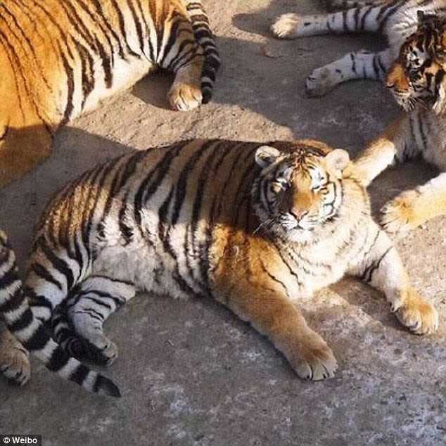  Лишний вес превратил амурских тигров в жирных домашних котов - фото 5