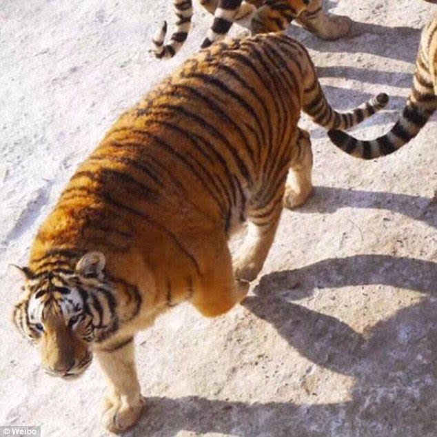  Лишний вес превратил амурских тигров в жирных домашних котов - фото 6