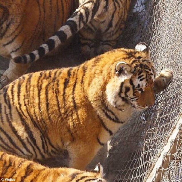  Лишний вес превратил амурских тигров в жирных домашних котов - фото 7