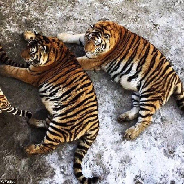  Лишний вес превратил амурских тигров в жирных домашних котов - фото 8