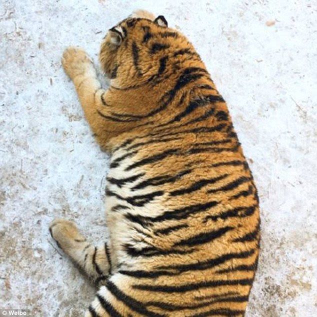  Лишний вес превратил амурских тигров в жирных домашних котов - фото 9