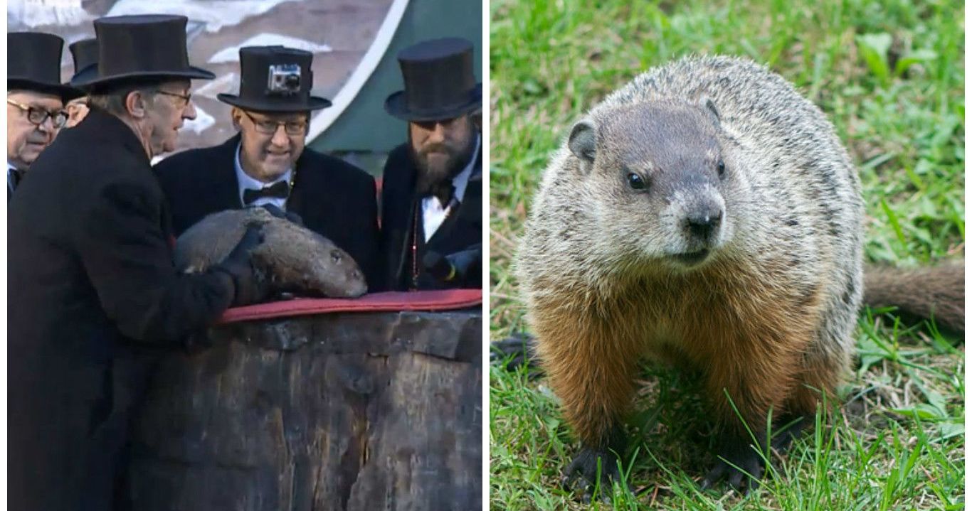 How Much Do You REALLY Know About Groundhogs?