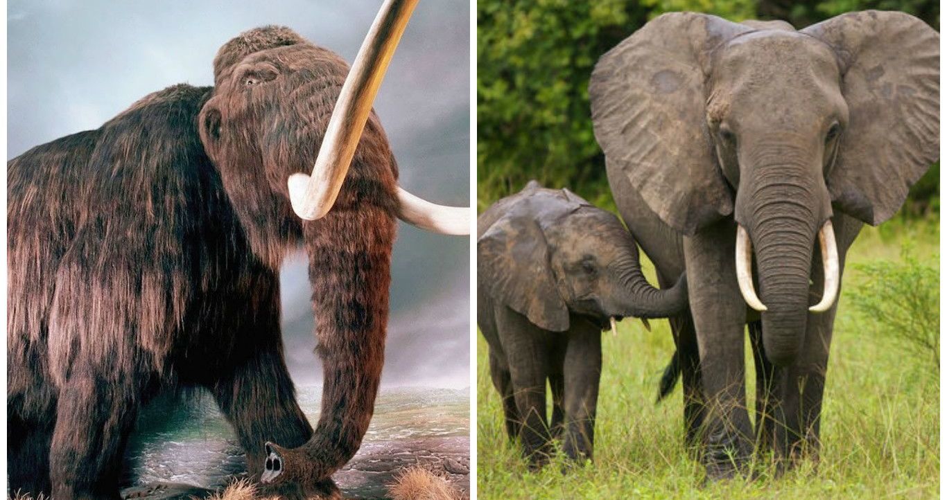 Would You Rather Have Elephants Or Woolly Mammoths? Some Scientists Say