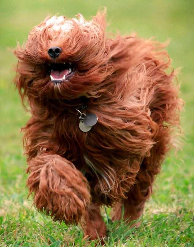 honestly this creature is perfect