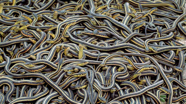 The fear that is associated with snakes is … irrational. It’s an irrational fear. They’re just — they’re unique. There’s nothing else on the planet like them.