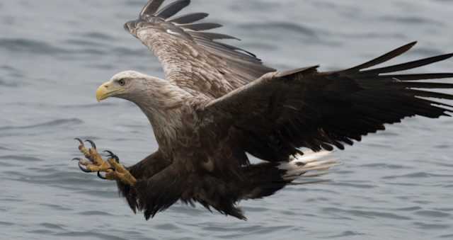 The Best Places In Scotland To See Eagles The Scotsman