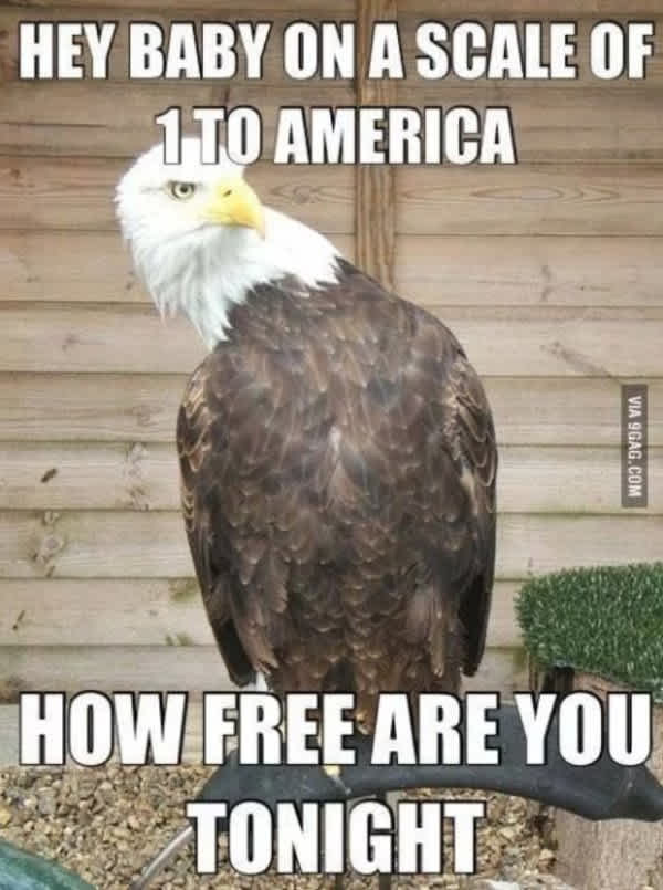 17 Hilarious 4th Of July Memes That Everybody Can Laugh At Together Mirror Online
