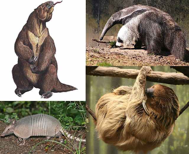 Xenarthra: Superorden de mamíferos placentarios específicamente de América.