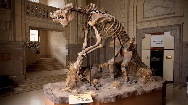 Fósil de megaterio ubicado en el Museo Argentino de Ciencias Naturales. Fotografía de Verónica Bello.