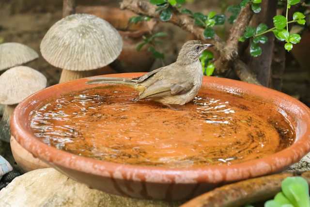 Qué hacer para que tu mascota no sufra un golpe de calor Methqkmi2ut1iwh73ubv