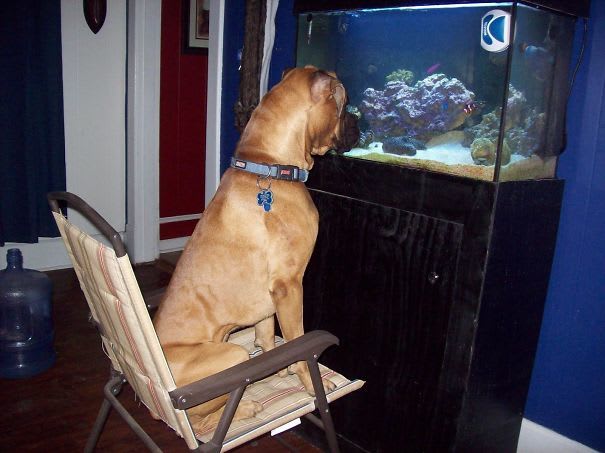 Diez fotos hilarantes: ¿qué hacen los animales cuando nadie los mira?