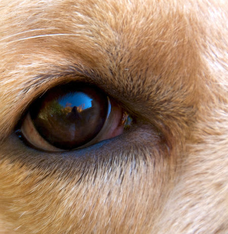 Can You Guess Which Animal's Eye This Is? | Playbuzz