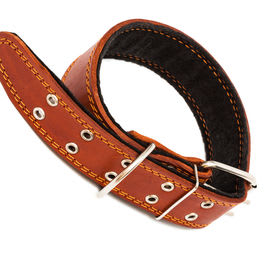 Dog Collar Translation Greek Dog Collar Translation Greek