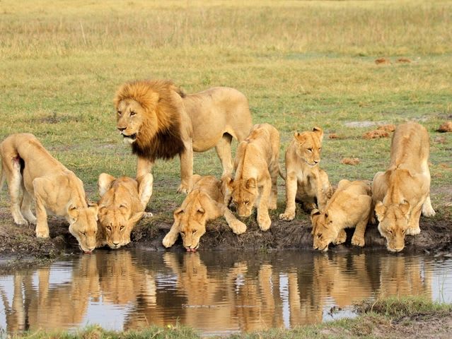 What big cat are you genus panthera ethology playbuzz