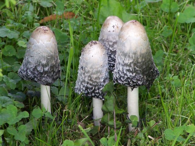 Can you identify the wild edible mushrooms of the Pacific Northwest ...