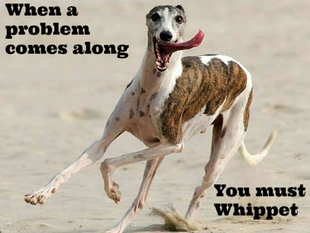 Funny dog meme with whippet. When a problem comes along you must whippet. #dogmeme #whippet