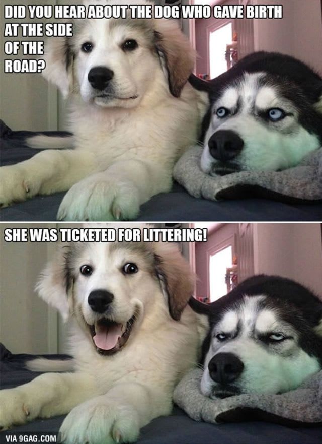 15 Dog Puns To Torture Your Friends With Rover Top Dog Puns You Haven T Heard Yet