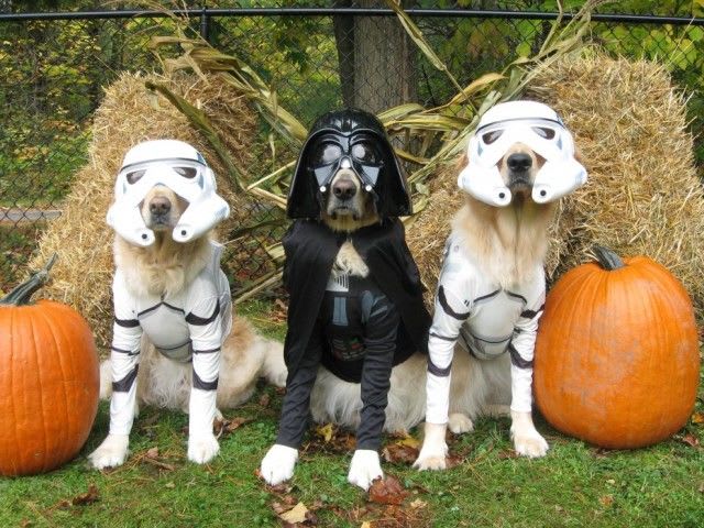 16 Of The Cutest Pets In The History Of Halloween | Playbuzz