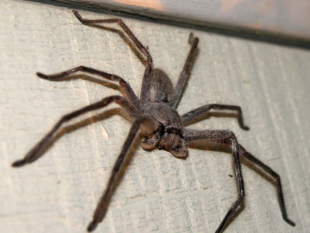 How Much Do You Know About Spiders? | Playbuzz