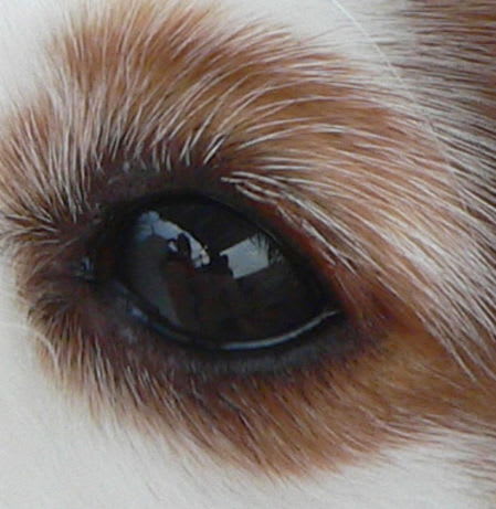 Can You Recognize Dog Breeds By Their Eyes? | Playbuzz