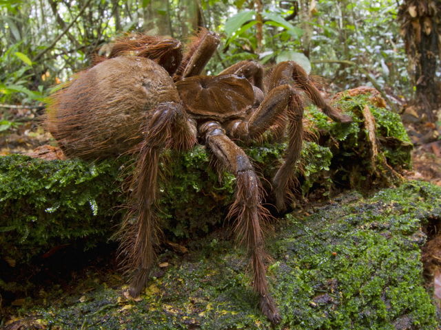 How Well Do You Know Your Spider Species? | Playbuzz