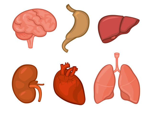 Which internal organ can regenerate itself?