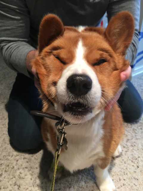 Wanna Smile These Squishy Faced Doggos Are Guaranteed To