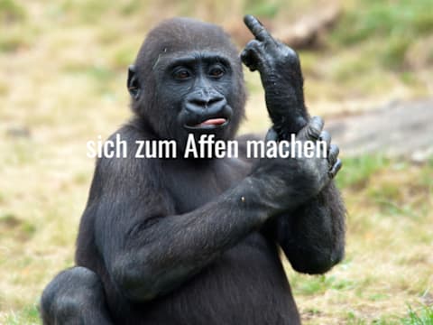 Download Tierische sprueche For Free