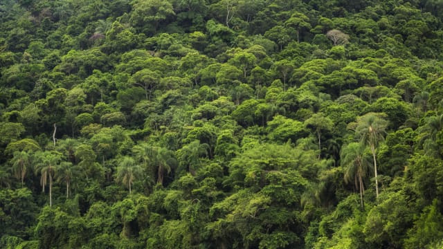 La amazonia brasileña es una de las grandes selvas del planeta.