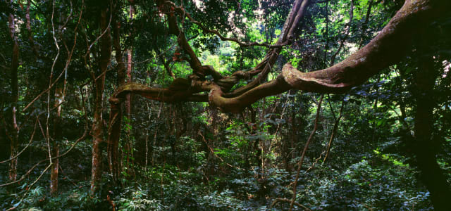 Las junglas no son lugares aptos para la agricultura, debido a su delgada capa terrestre.