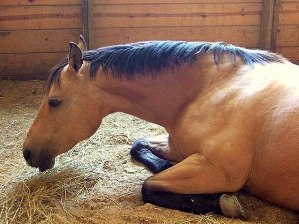 Horses have the same band of muscles around their esophagus as humans do except their muscles are much stronger. This prevents them from ever throwing up. If a horse has to throw up they are probably already dead because their stomach would have already ruptured. Equine stomachs join at a lower angle so if a horse is sick, it will stay in the stomach. I never knew this. Now whenever I see a horse, I hope it doesn't get sick!