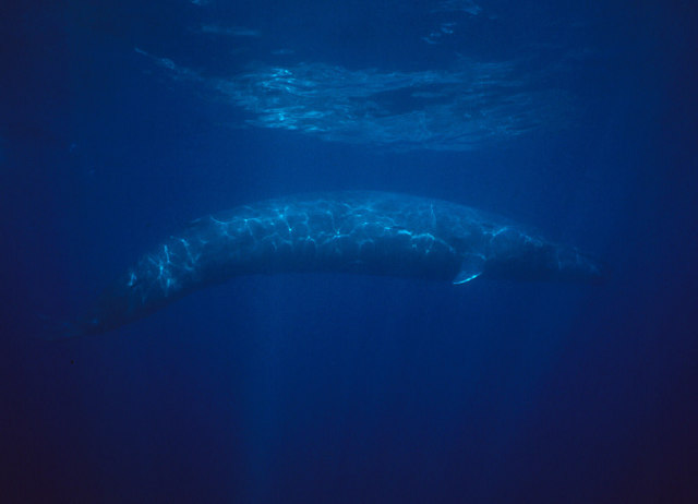 There is a whale called 52 Blue, also known as the world's loneliest whale in the world that sings at frequency that is unable to communicate with other whales. The whale sings at 52 HZ, which is a tone that is inaudible to other whales. This makes it difficult for the Blue 53 to socialize with other whales making them loners of the deep. I guess if the ocean was a high school, they'd be sitting at the loners table. How sad!