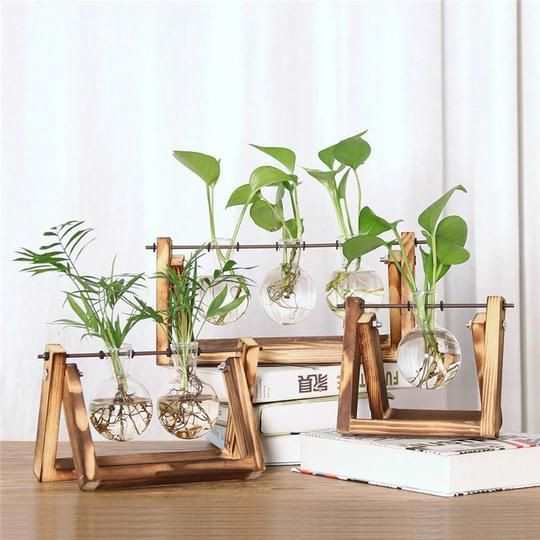 Indoor Plant Guna Tanah Bahaya 7 Jenis Tanaman Tumbuh Subur Dalam Air Impiana