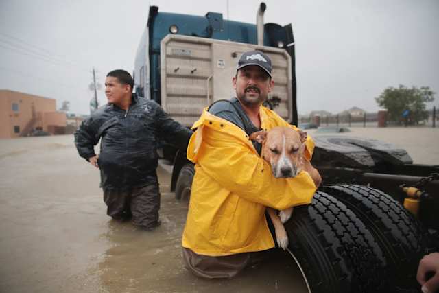 Here, a man takes a moment to rest his large dog on the tire of an 18-wheeler in the process of getting it safely out of the flood.