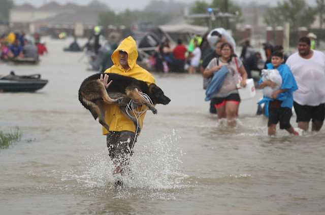 This man carries a large rescued dog out of the waters in his arms, tether cord and all.