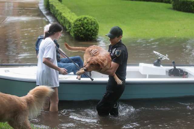 Here an officer helps two golden retrievers out of a boat and onto higher ground.