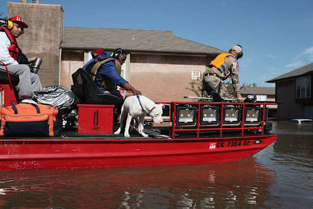 Many dogs enjoy swimming and playing in water. This man makes sure the dog stays out of the dangerous flood now that he has been rescued.